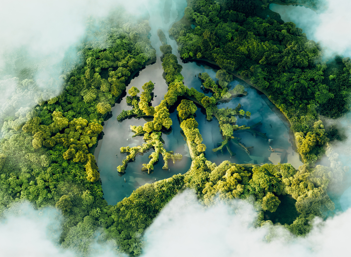trees as a pair of lungs cardiopulmonary services