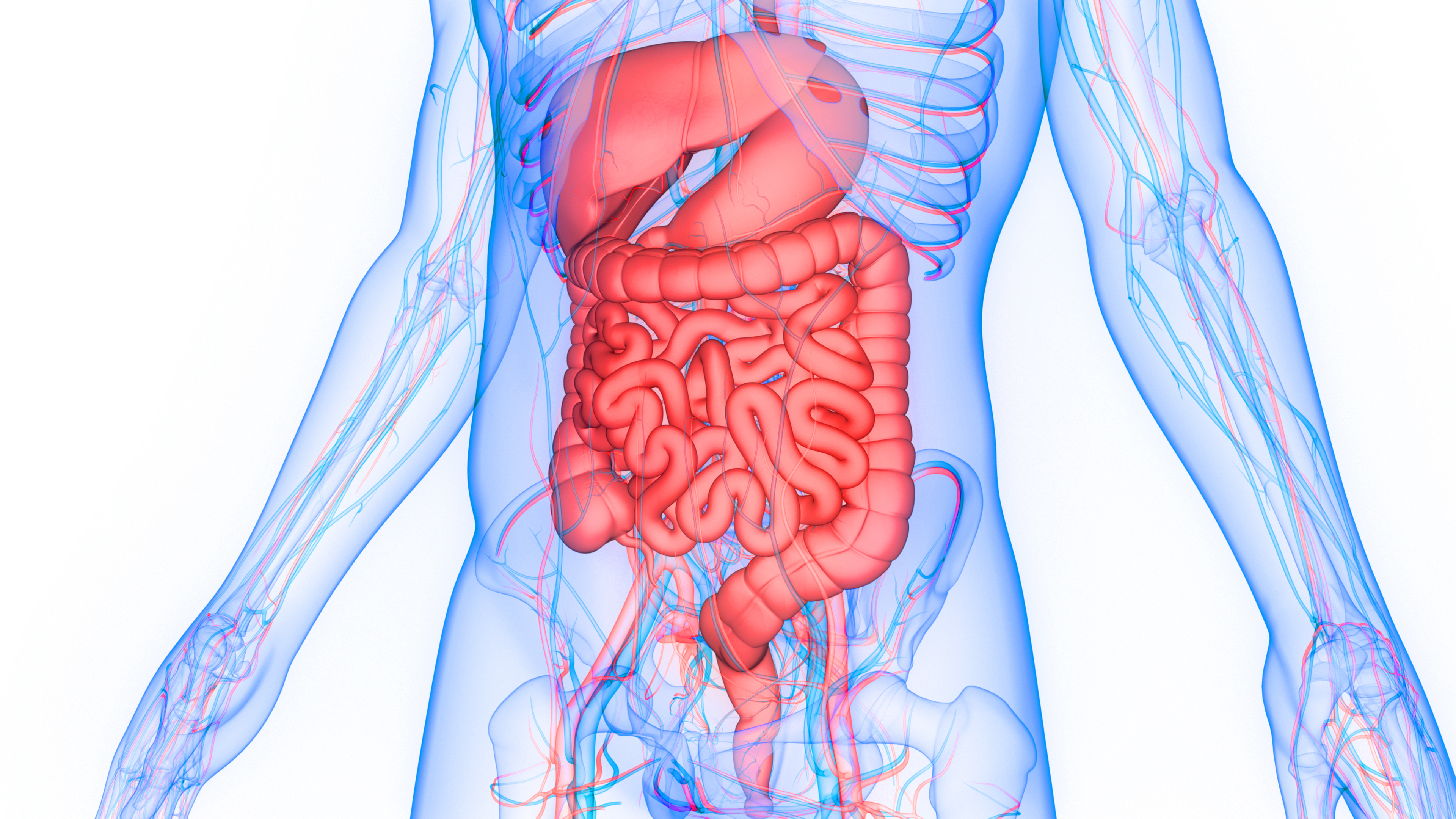 Gastroenterology Graphic