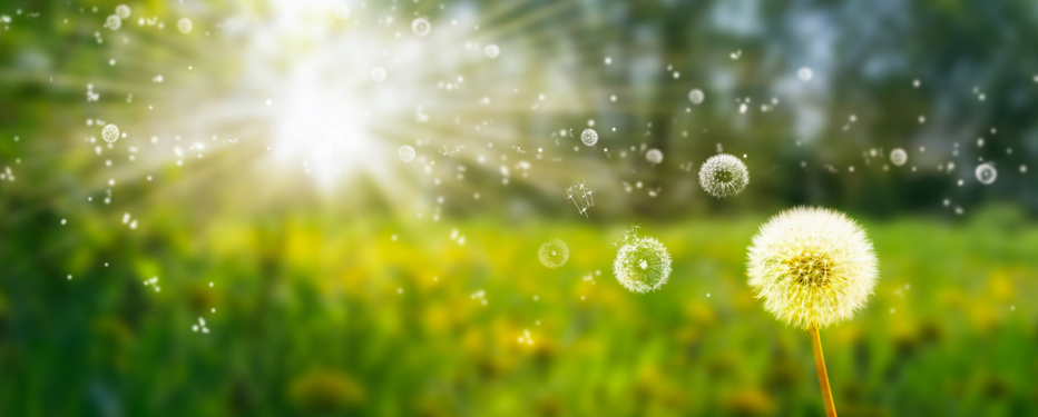 Pollen