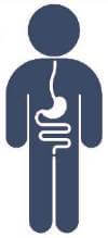 Gastroenterology system diagram
